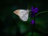 20140822-IMG 8734 : Butterfly Garden, Canada, The Butchard Garden, Vancouver Island