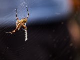 IMG 7386 : 2017, Argiope spider, Costa Rica, San José, spider