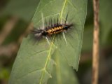 IMG 7520 : 2017, Animal, Costa Rica, Escazu, Euchaetes Egle caterpillar, Restaurant El Encante, caterpillar