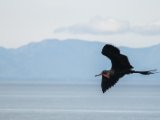 IMG 7650 : 2017, Animal, Bootsabfahrt in Costa de Pajaros, Costa Rica, Frigate bird, bird