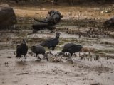 IMG 7656 : 2017, Animal, Bootsabfahrt in Costa de Pajaros, Costa Rica, bird, black vulture