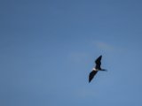 IMG 7697 : 2017, Animal, Costa Rica, Frigate bird, bird
