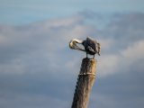IMG 7713 : 2017, Animal, Costa Rica, Pelican, bird