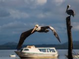 IMG 7717 : 2017, Animal, Costa Rica, Pelican, bird