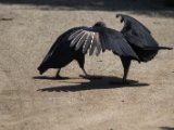 IMG 7768 : 2017, Animal, Costa Rica, Isla Chira, bird, black vulture