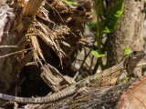 IMG 7797 : 2017, Animal, Costa Rica, Iguana, Isla Chira, black iguana