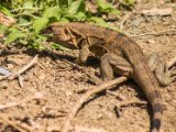 IMG 7799 : 2017, Animal, Costa Rica, Iguana, Isla Chira, black iguana