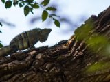 IMG 7802 : 2017, Animal, Costa Rica, Iguana, Isla Chira
