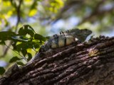 IMG 7804 : 2017, Animal, Costa Rica, Iguana, Isla Chira