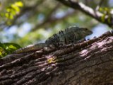 IMG 7806 : 2017, Animal, Costa Rica, Iguana, Isla Chira