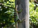 IMG 7810 : 2017, Animal, Costa Rica, Iguana, Isla Chira