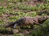 IMG 7857 : 2017, Animal, Costa Rica, Iguana, Isla Chira