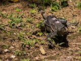 IMG 7876 : 2017, Animal, Costa Rica, Iguana, Isla Chira
