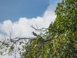 IMG 7987 : 2017, Animal, Costa Rica, Mangroven, bird