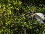 IMG 7991 : 2017, Animal, Costa Rica, Mangroven, bird