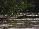 IMG 8003 : 2017, Animal, Costa Rica, Crocodile, Mangroven