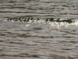 IMG 8006 : 2017, Animal, Costa Rica, Crocodile, Mangroven