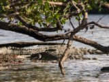 IMG 8011 : 2017, Animal, Costa Rica, Crocodile, Mangroven