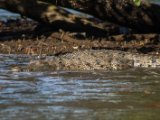 IMG 8020 : 2017, Animal, Costa Rica, Crocodile, Mangroven