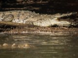 IMG 8021 : 2017, Animal, Costa Rica, Crocodile, Mangroven