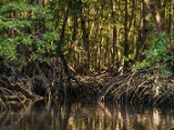 IMG 8083 : 2017, Costa Rica, Mangroven