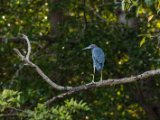 IMG 8089 : 2017, Animal, Blue Heron, Costa Rica, Mangroven, bird