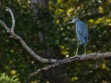 IMG 8090 : 2017, Animal, Blue Heron, Costa Rica, Mangroven, bird
