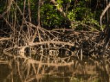 IMG 8097 : 2017, Costa Rica, Mangroven