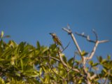 IMG 8123 : 2017, Animal, Costa Rica, Mangroven, bird