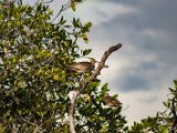 IMG 8130 : 2017, Animal, Costa Rica, Mangroven, bird