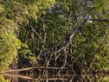 IMG 8131 : 2017, Costa Rica, Mangroven