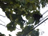 IMG 8187 : 2017, Animal, Costa Rica, howler monkey, monkey