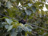 IMG 8189 : 2017, Animal, Costa Rica, howler monkey, monkey