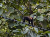 IMG 8190 : 2017, Animal, Costa Rica, howler monkey, monkey