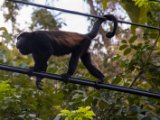 IMG 8191 : 2017, Animal, Costa Rica, howler monkey, monkey