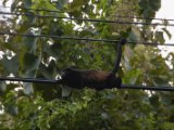 IMG 8193 : 2017, Animal, Costa Rica, howler monkey, monkey