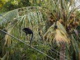 IMG 8195 : 2017, Animal, Costa Rica, howler monkey, monkey