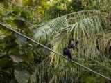 IMG 8198 : 2017, Animal, Costa Rica, howler monkey, monkey