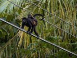 IMG 8199 : 2017, Animal, Costa Rica, howler monkey, monkey