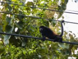 IMG 8200 : 2017, Animal, Costa Rica, howler monkey, monkey