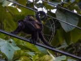 IMG 8202 : 2017, Animal, Costa Rica, howler monkey, monkey