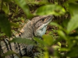 IMG 8870  schwarzer Leguan : 2017, Costa Rica