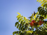 IMG 8917 : 2017, Animal, Costa Rica, Flowers & Plants, bird, colibri