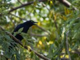 IMG 8940 : 2017, Animal, Costa Rica, Great-tailed Grackle, bird