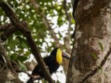 IMG 8965 : 2017, Animal, Chestnut-mandibled Toucan, Costa Rica, bird, toucan