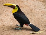 IMG 8976 : 2017, Animal, Chestnut-mandibled Toucan, Costa Rica, bird, toucan