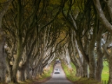 IMG 5442 : 2016, Northern Ireland, The Dark Hedges