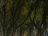 IMG 5448 : 2016, Northern Ireland, The Dark Hedges