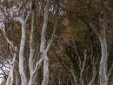 IMG 5455 : 2016, Northern Ireland, The Dark Hedges