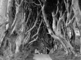 IMG 5457 : 2016, Northern Ireland, The Dark Hedges